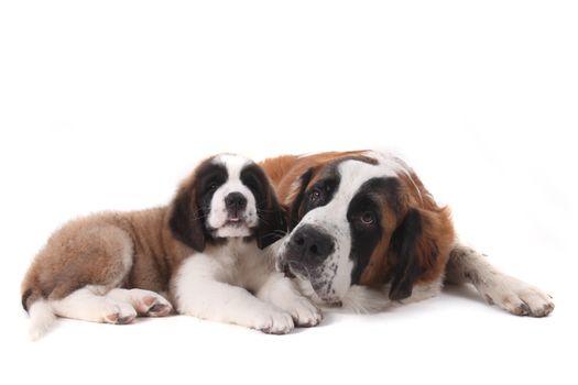 Two Saint Bernard Puppies Together on a White Background