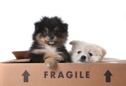 Cute Pomeranian Puppies Inside a Cardboard Box With FRAGILE Written on it