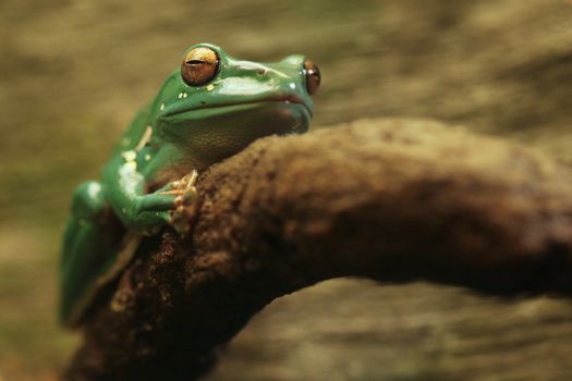 Chinese Gliding Frog With Eyes Closed Huging a Branch