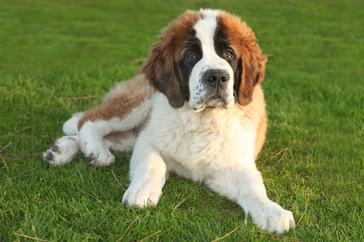 Adorable Saint Bernard Purebred Puppy 