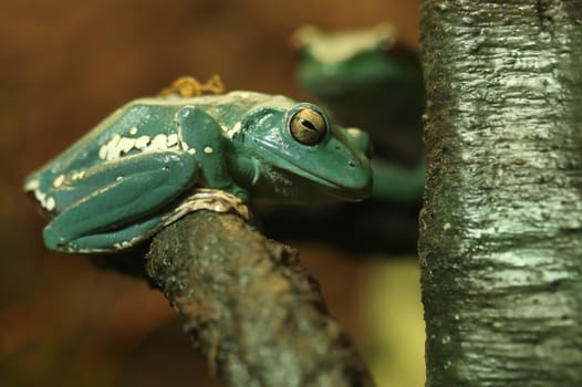 Green Chinese Gliding Frog Sitting on a Tree Branch