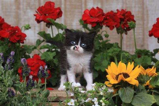 Adorable 3 week old Baby Kitten in a Garden Setting