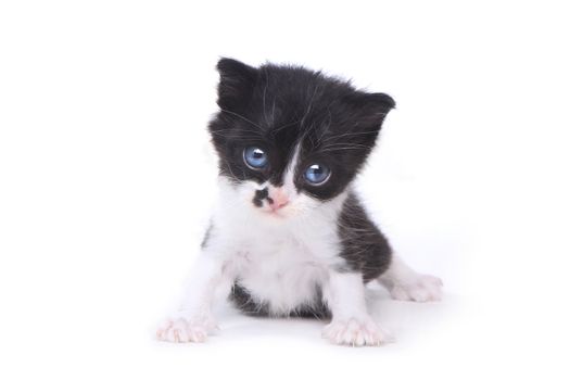 Adorable Baby Tuxedo Style Kitten On White Background