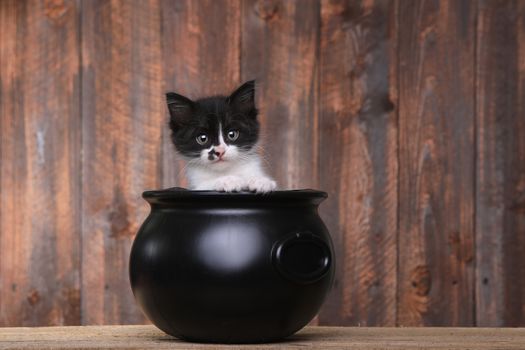 Cute Kitten in Halloween Cauldron on Wood Background