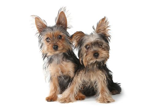 Tiny Yorkshire Terrier Puppies Sitting on White Background  