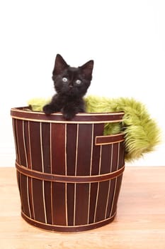 Cute Kitten Inside a Basket on White