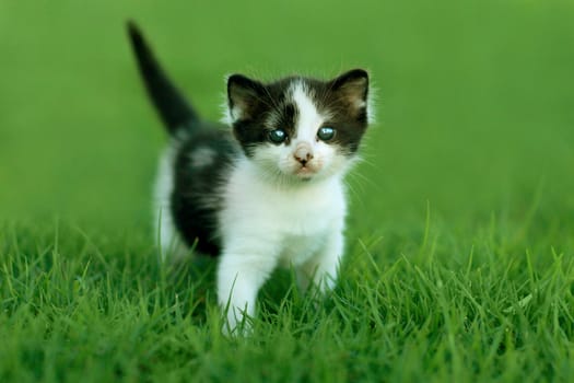 Cute Little Kitten Outdoors in Natural Light