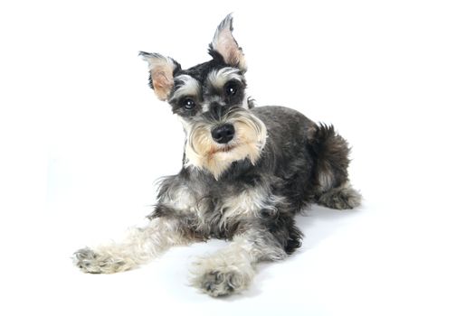 Miniature Schnauzer Puppy Dog on White Background