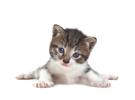 Adorable Cute Kitten on a White Background