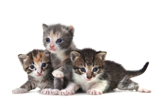 Adorable Cute Kittens on White Background