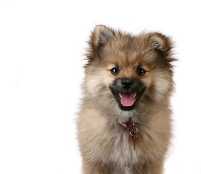 Tack Sharp Portrait of a Cute Pomeranian Puppy on White Background