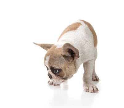 Puppy Dog Sniffing on the Ground Shot in Studio on White