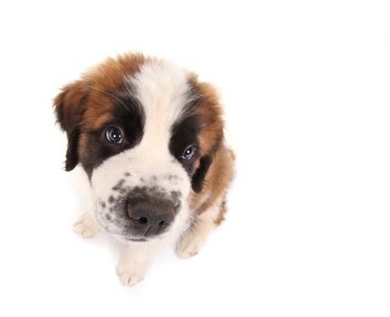 Innocent Saint Bernard Puppy Looking Sweet and Innocent on White Background