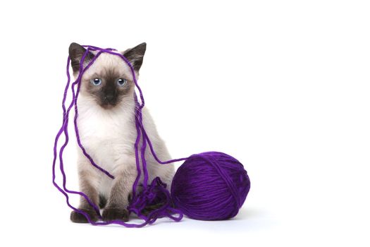 Siamese Kittens on White Background With Ball of Purple Yarn
