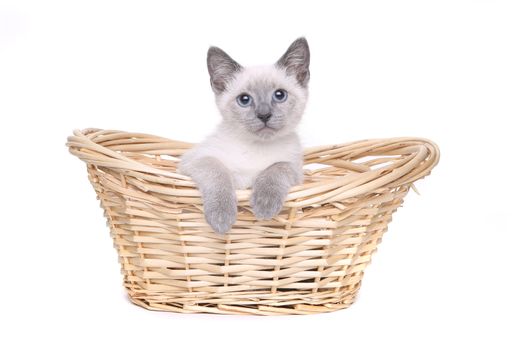 Adorable Siamese Kittens on a White Background