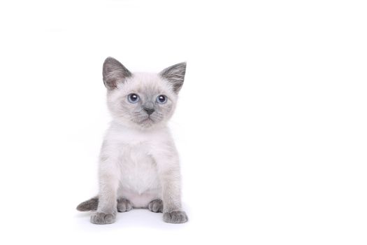 Adorable Siamese Kittens on a White Background