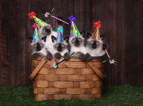 Siamese Kittens Having a Birthday Celebration