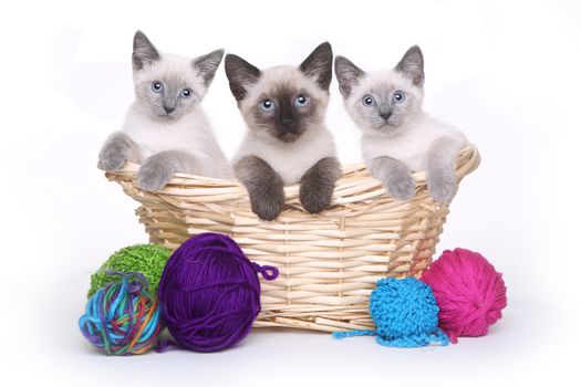 Siamese Kittens on White Background With Basket of Yarn