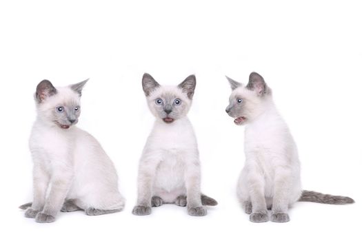 Adorable Siamese Kittens on a White Background