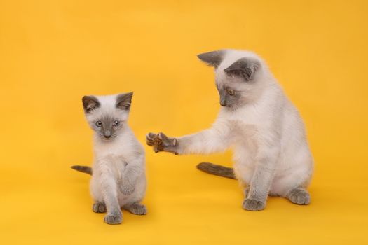 Cute Siamese Kittens on Bright Colorful Background