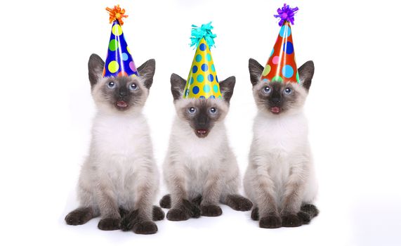 Siamese Kittens Having a Birthday Celebration