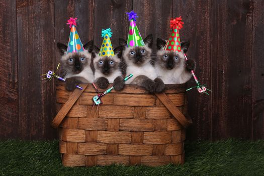 Siamese Kittens Having a Birthday Celebration