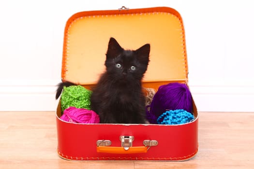 Adorable Kitten in a Case Filled with Yarn