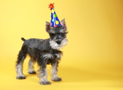 Cute Little Minuature Schnauzer Puppy Dog