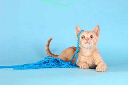 Adorable Little Baby Orange Tabby Kitten in Studio