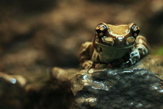 Amazon Milk Frog Sitting on a Rock With Copy Space to the Left