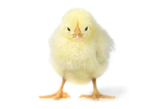 Cute Baby Chick Chicken on White Background