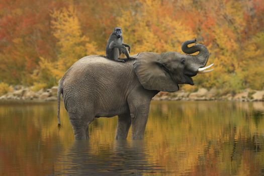 Beautiful Images of of African Elephants in Africa