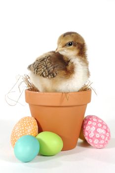 Easter Themed Image With Baby Chicks and Eggs