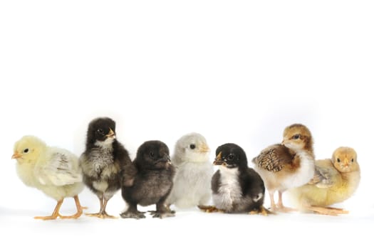 Multiple Baby Chick Chickens Lined Up on White