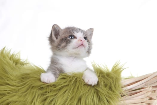 Cute Little Kitten Portrait in Studio on White Background