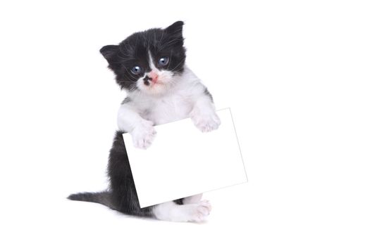 Adorable Baby Tuxedo Style Kitten On White Background