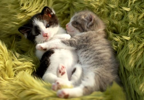 Cute Little Kittens Outdoors in Natural Light