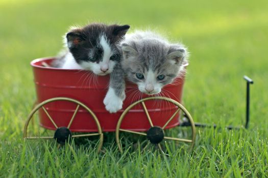 Cute Little Kittens Outdoors in Natural Light