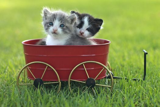 Cute Little Kittens Outdoors in Natural Light