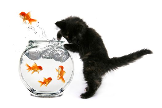 Humorous Kitten Trying to Catch Gold Fish in a Bowl