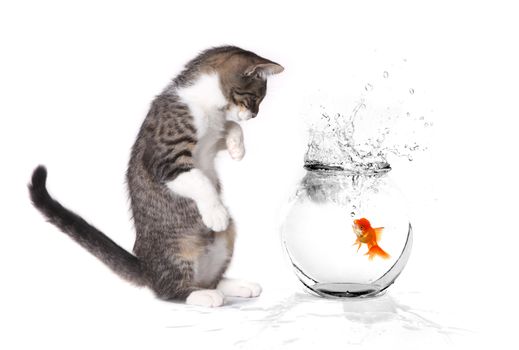 Little Kitten Playing With a Goldfish in a Bowl