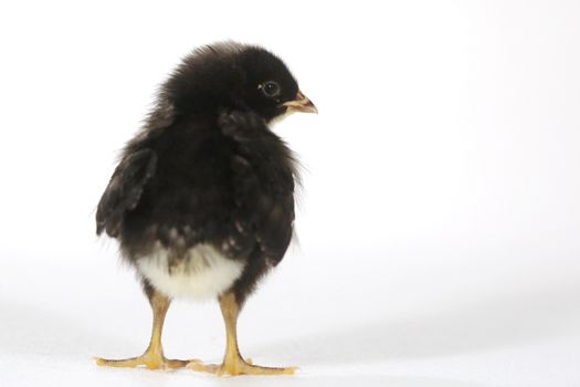 Cute Baby Chick Chicken on White Background