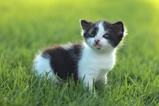 Adorable Baby Kitten Outdoors in Grass