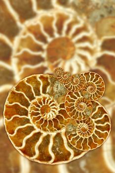 Artistic Montage Using Nautilus Fossil Pattern