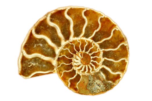 Isolated Single Nautilus Fossil on White