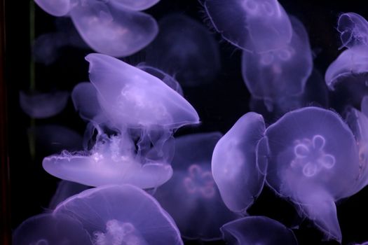 Multiple Purple Jellyfish in the Water Swimming