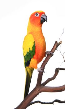 Bold Beautiful Sun Conure Bird Parrot on a Tree Branch