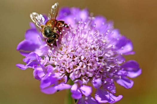 Extreme DOF Image of a Bumble Bee Collecting Pollen on a Flower