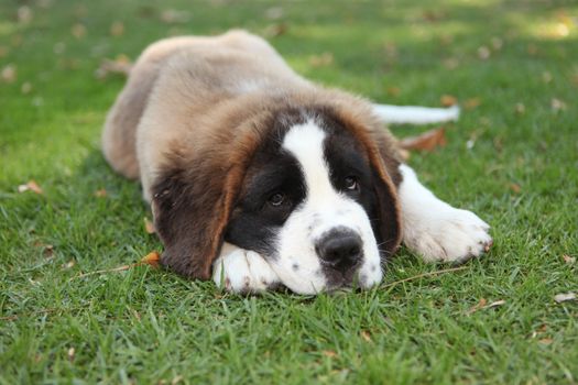 Saint Bernard Puppy Dog Outdoors in the Grass