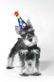 Birthday Celebrating Baby Miniature Schnauzer Puppy Dog on White